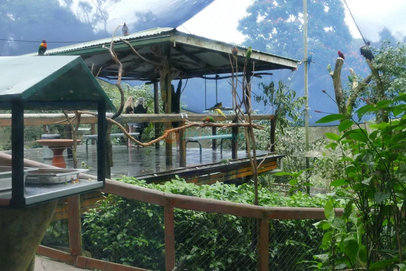 库兰达鸟类世界 - Image 6 of 8