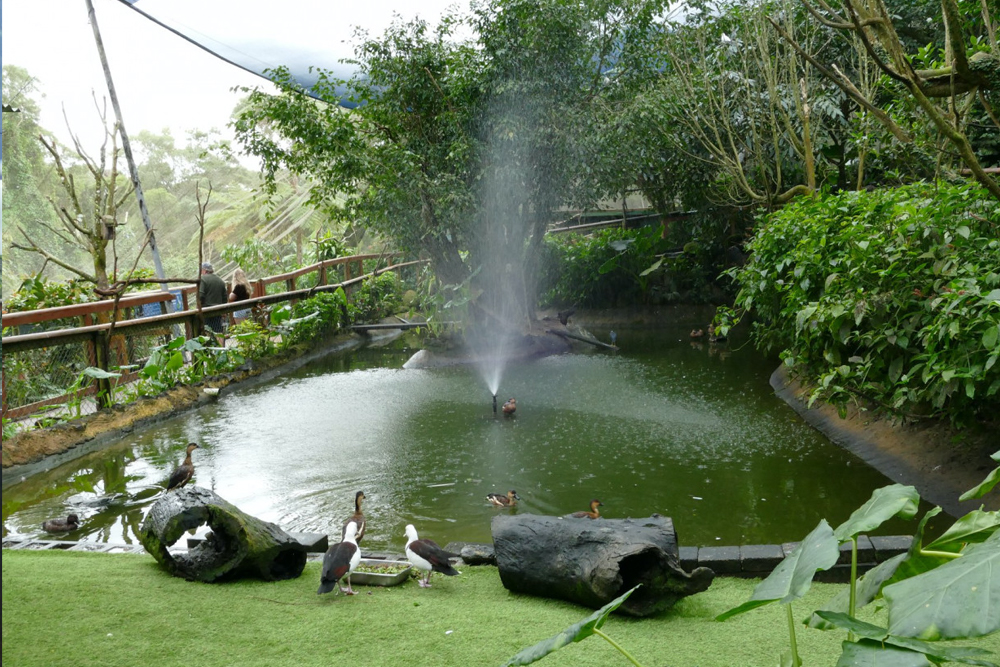 Birdworld Kuranda - Image 7 of 8