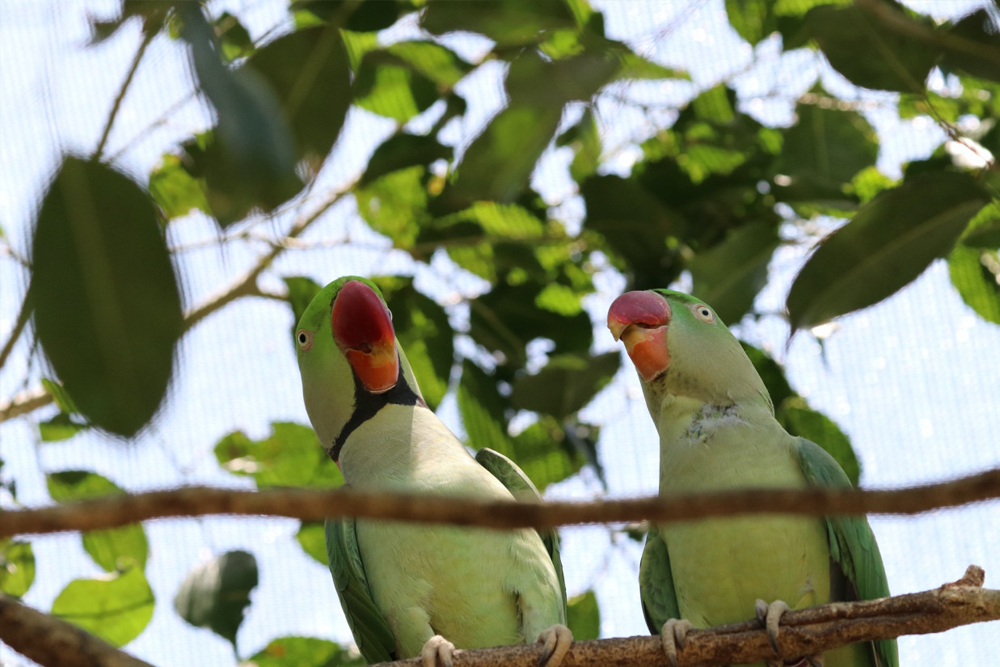 Birdworld Kuranda - Image 8 of 8