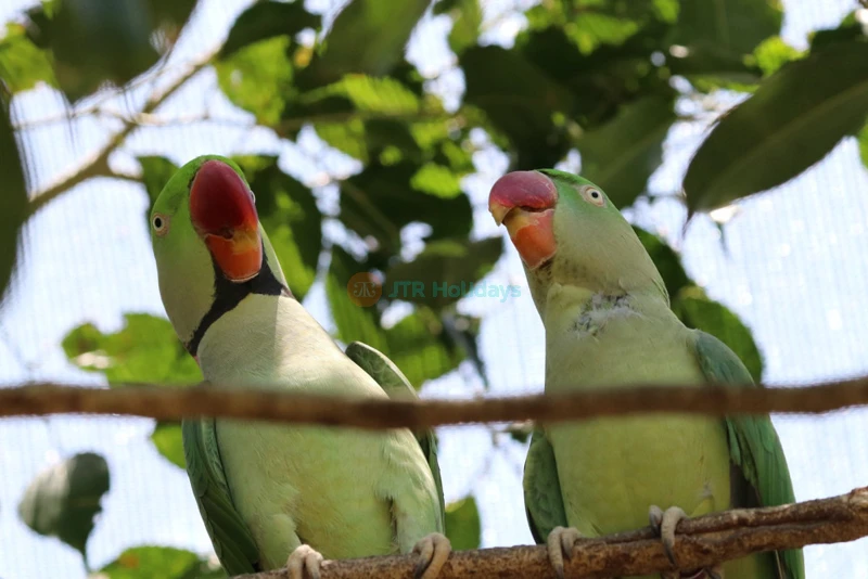 Birdworld Kuranda - Discover Exotic Birds & Wildlife in Queensland - JTR Holidays