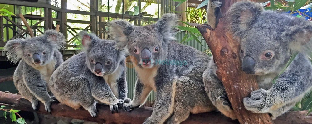 Rainforestation Nature Park | Kuranda Rainforest & Wildlife - JTR Holidays - Image 3 of 5