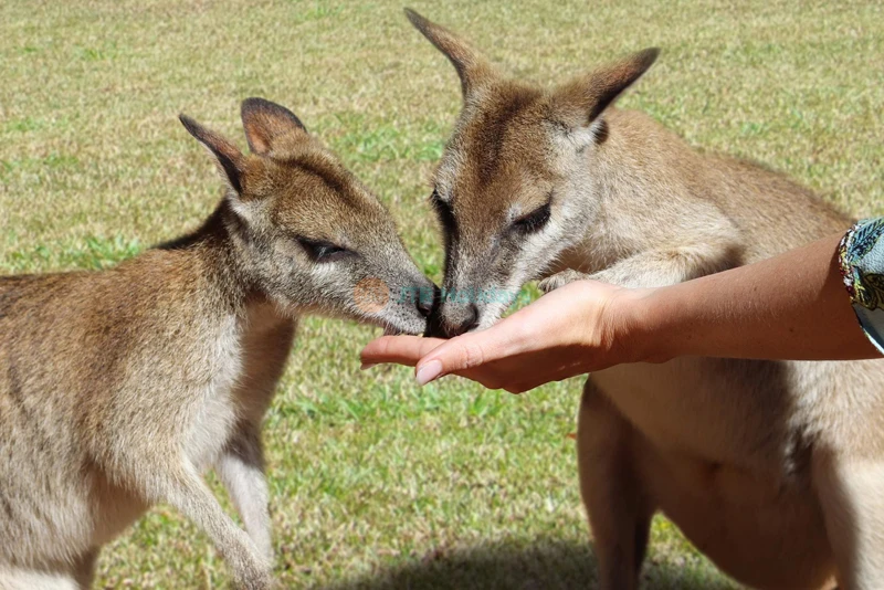 Rainforestation Nature Park | Kuranda Rainforest & Wildlife - JTR Holidays - Image 7 of 8