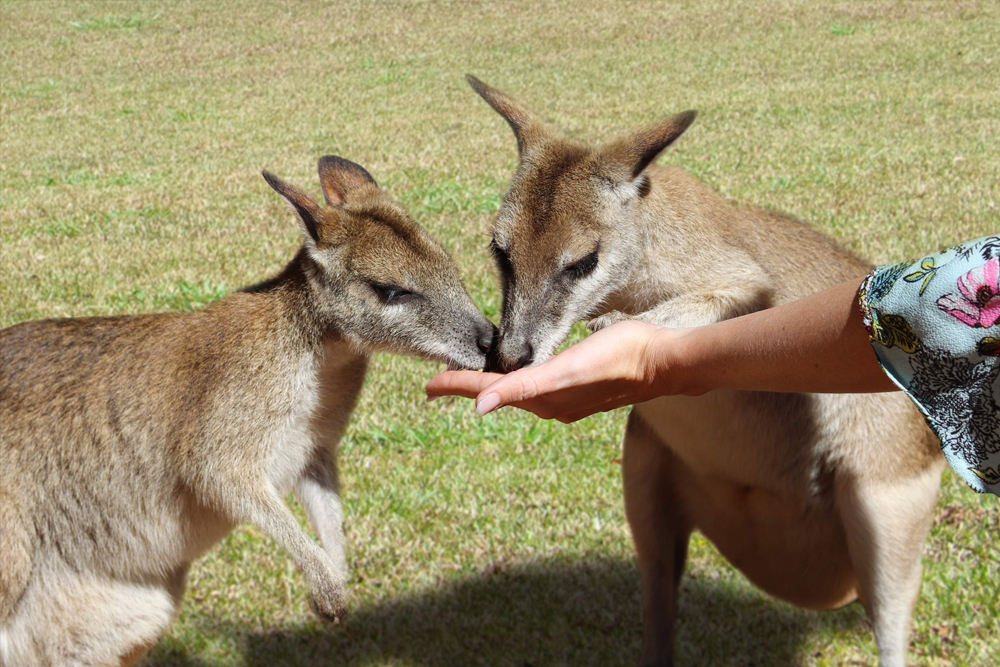 Rainforestation Nature Park Ticket in Cairns - Image 7 of 8