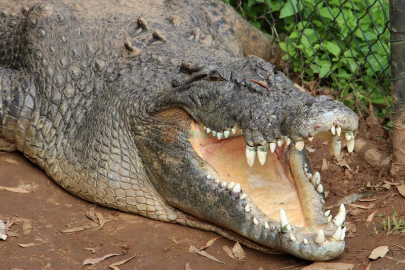 ケアンズのレインフォレストレーション・ネイチャー・パーク入場券 - Image 8 of 8