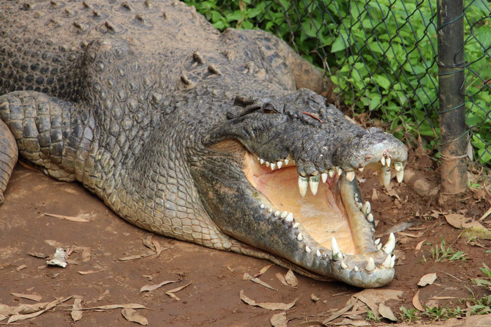 Rainforestation Nature Park Ticket in Cairns - Image 8 of 8