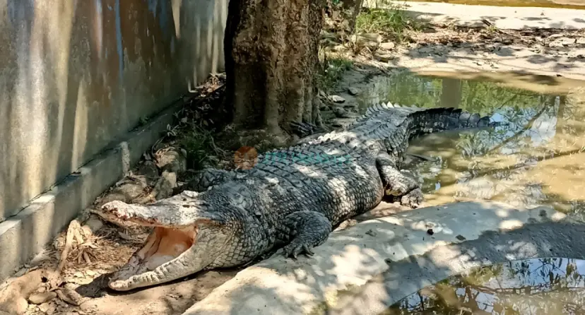 Langkawi Wildlife Park - Image 1 of 9