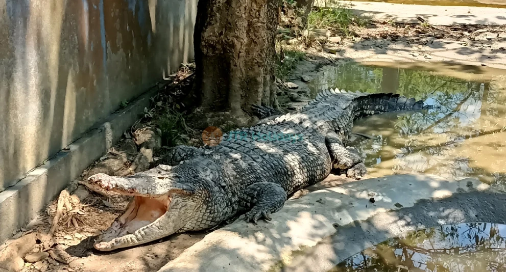 Langkawi Wildlife Park - Image 1 of 5