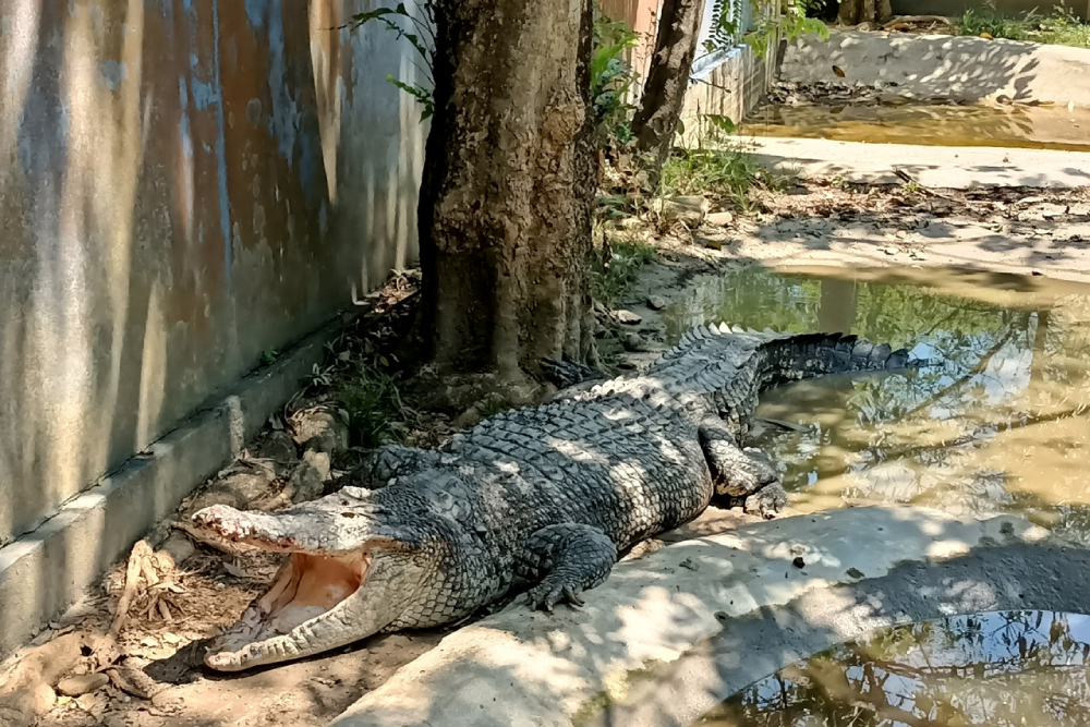 兰卡威野生动物园 - Image 1 of 9