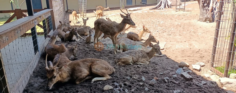 Parque de Vida Silvestre de Langkawi - Imagen 3 de 5