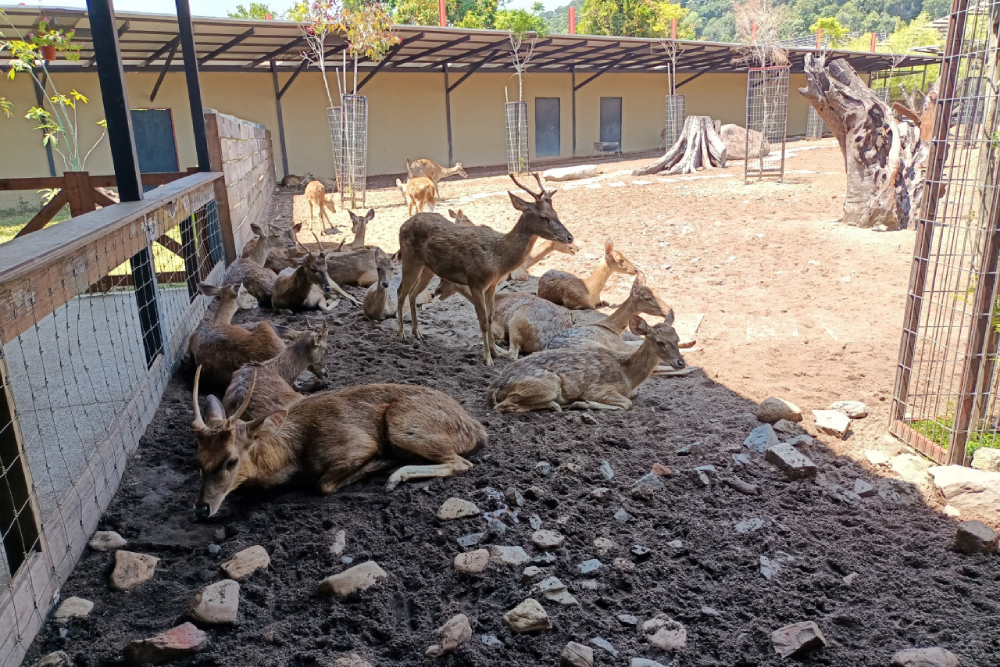 兰卡威野生动物园 - 图片 3 的 5