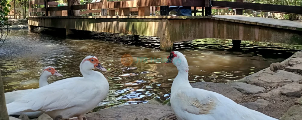 Parque de Vida Silvestre de Langkawi - Imagen 4 de 5