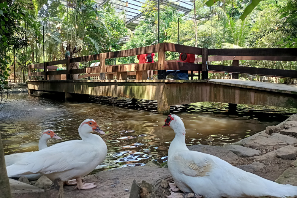 兰卡威野生动物园 - 图片 4 的 5