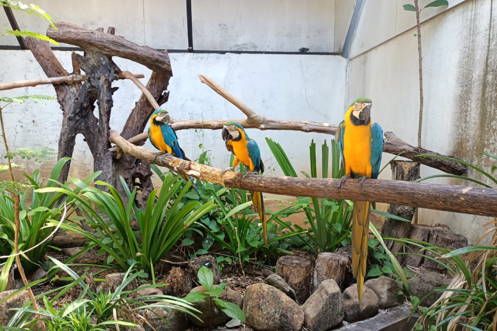 兰卡威野生动物园 - 图片 2 的 5