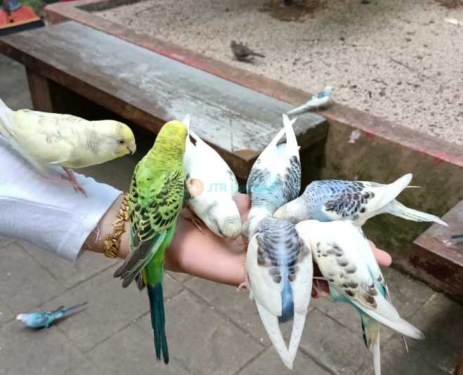 Langkawi Wildlife Park - Image 5 of 5