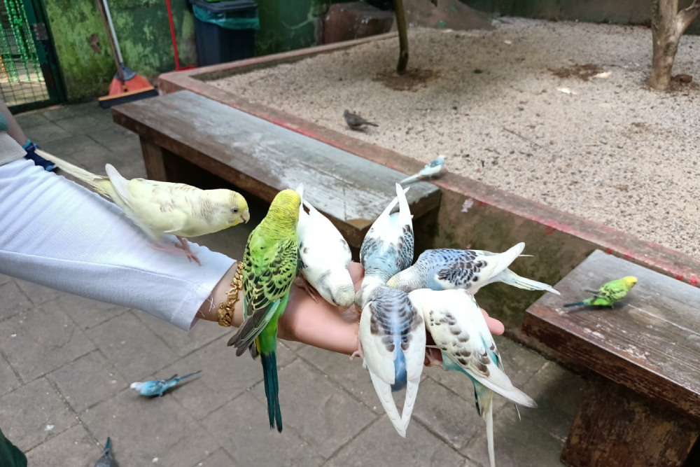 兰卡威野生动物园 - Image 5 of 9