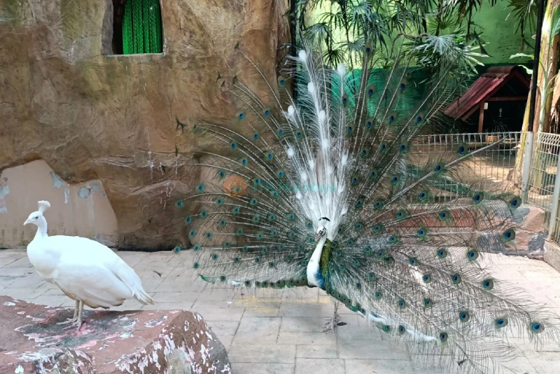 Langkawi Wildlife Park - Image 6 of 9