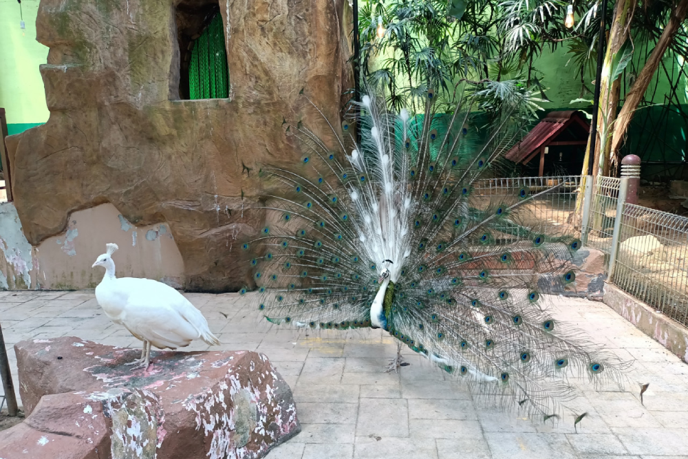 兰卡威野生动物园 - Image 6 of 9