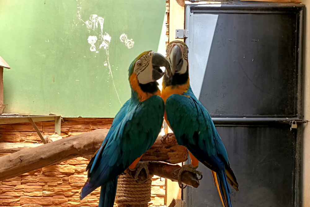 兰卡威野生动物园 - Image 7 of 9