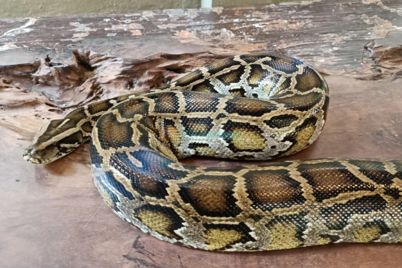 Langkawi Wildlife Park - Image 8 of 9