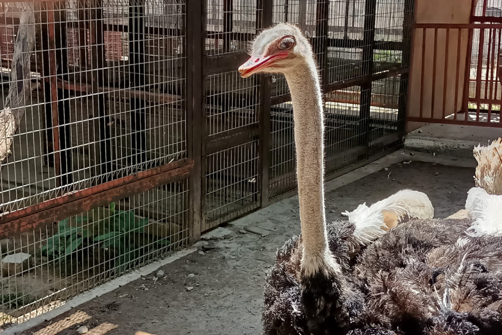 兰卡威野生动物园 - Image 9 of 9