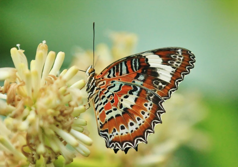 Biglietto per l'Australian Butterfly Sanctuary Cairns