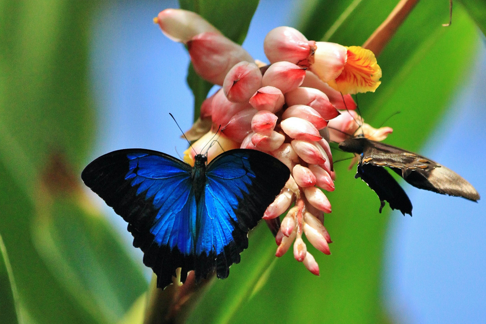 Australian Butterfly Sanctuary Cairns Ticket - Image 1 of 8