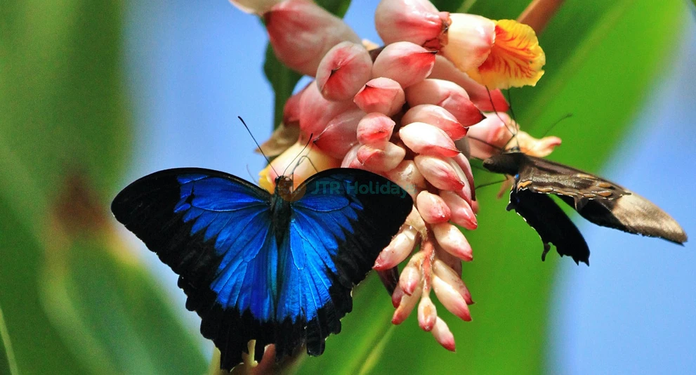 Entrada al Santuario Australiano de Mariposas en Cairns - Imagen 1 de 5
