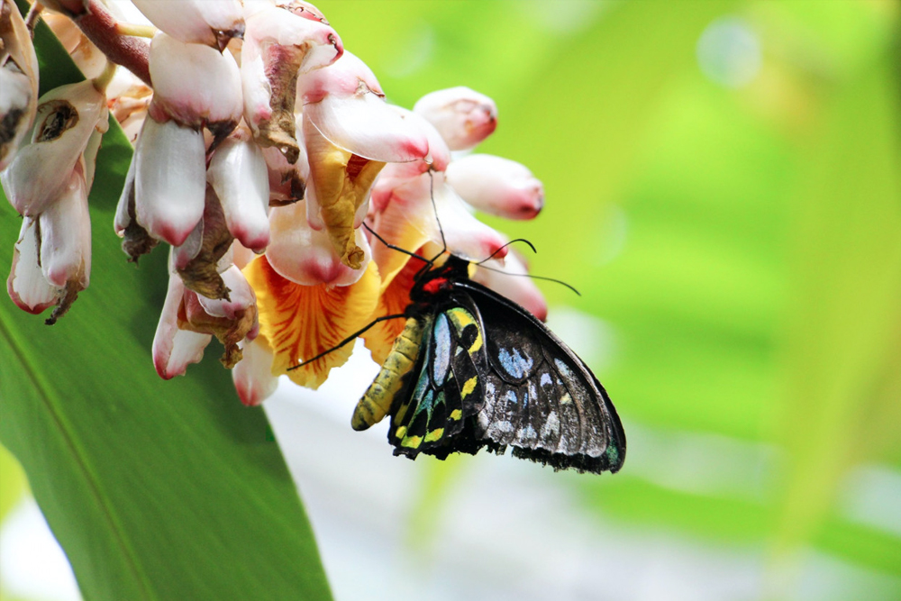 Australian Butterfly Sanctuary Cairns Ticket - Image 2 of 8