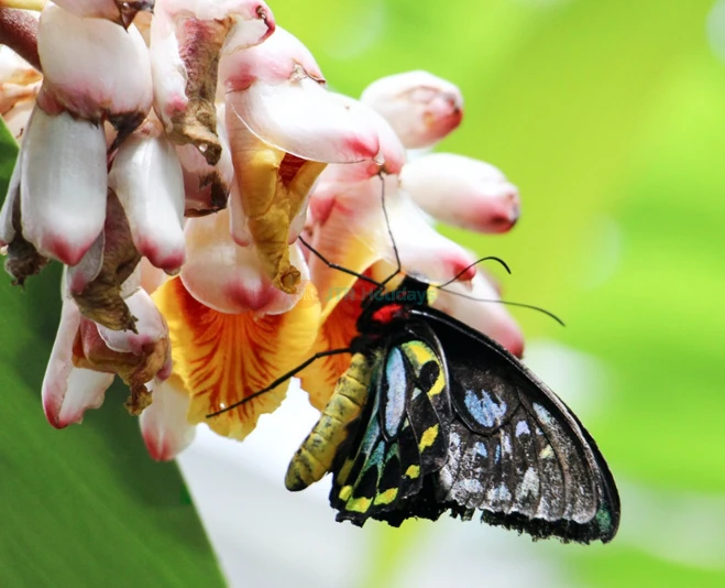 Entrada al Santuario Australiano de Mariposas en Cairns - Imagen 2 de 5