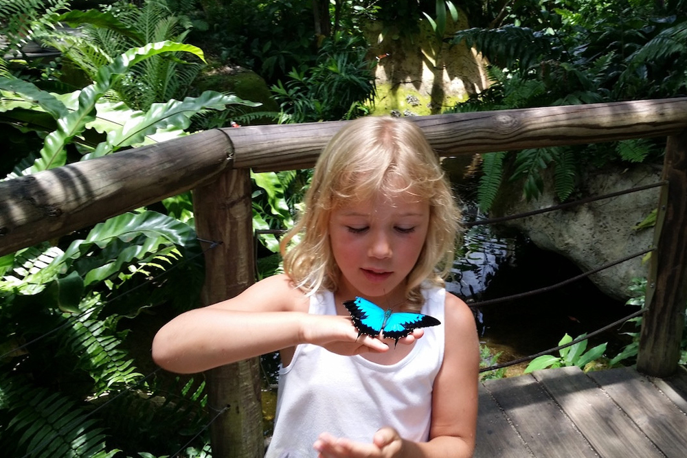 Australian Butterfly Sanctuary Cairns Ticket - Image 4 of 5