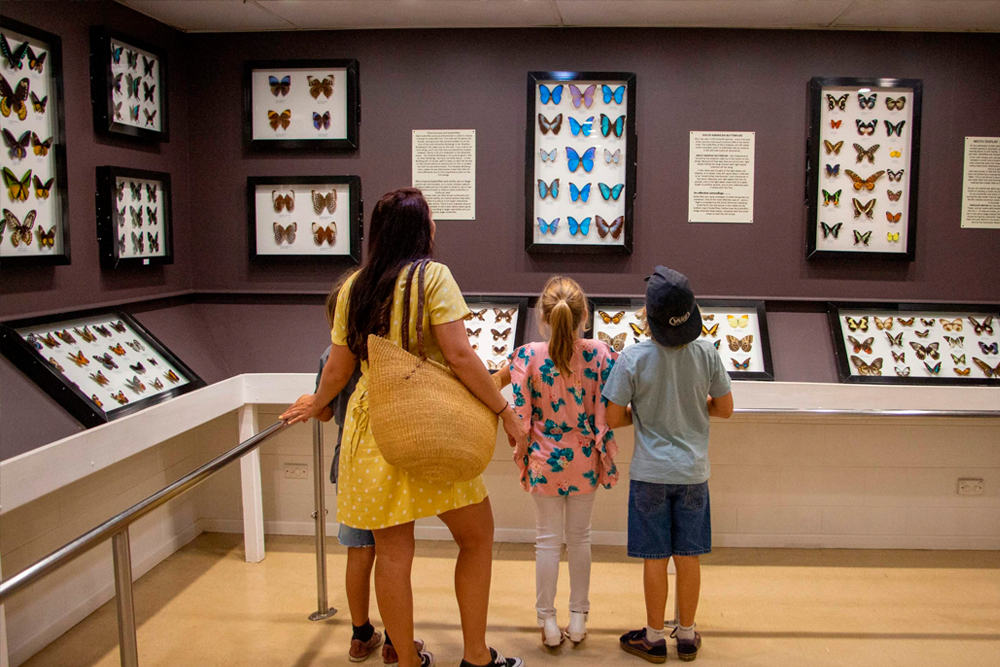 Australian Butterfly Sanctuary Cairns Ticket - Image 5 of 8