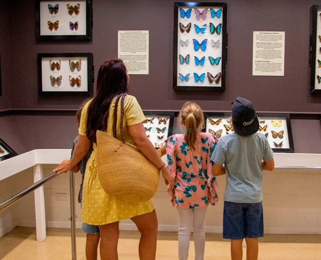 Entrada al Santuario Australiano de Mariposas en Cairns - Imagen 5 de 5