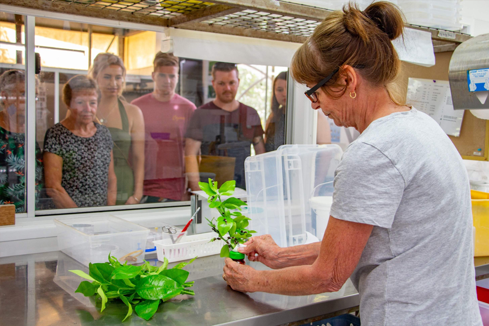 Australian Butterfly Sanctuary Cairns Ticket - Image 6 of 8