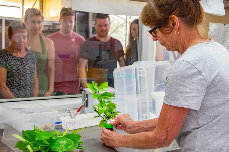 Australian Butterfly Sanctuary | Explore Queensland's Largest Butterfly Farm - JTR Holidays