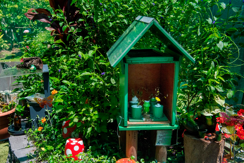 Australian Butterfly Sanctuary Cairns Ticket - Image 7 of 8