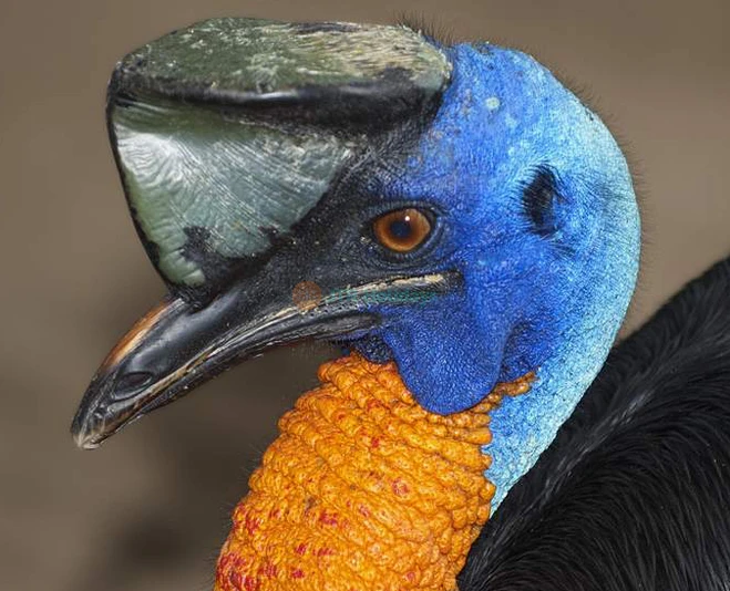 Entrada para Wildlife Habitat Port Douglas en Cairns - Imagen 2 de 5