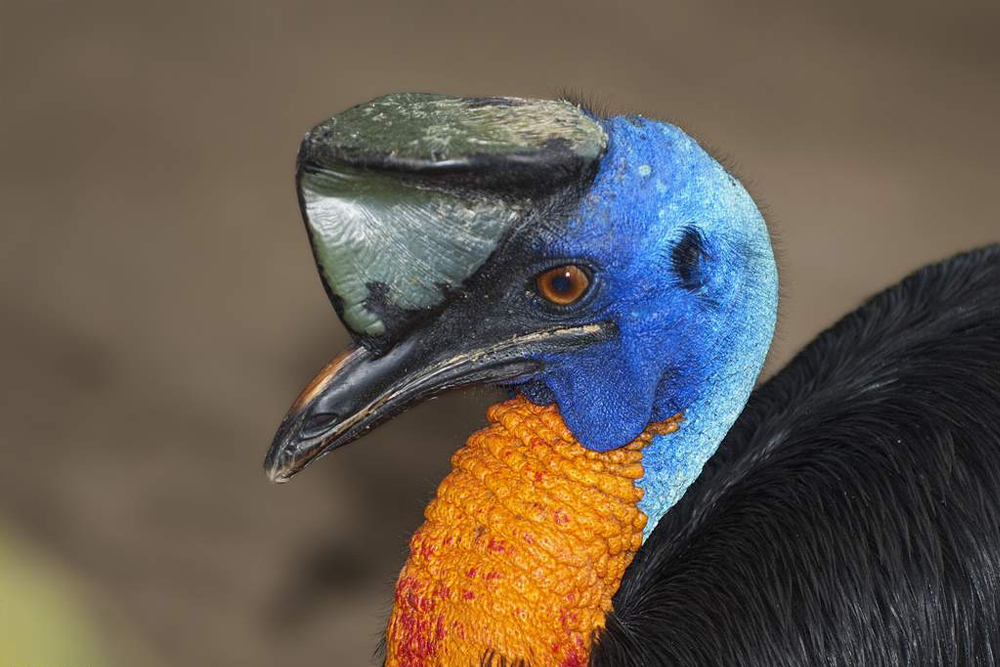 تذكرة موطن الحياة البرية بورت دوغلاس في كايرنز - صورة 2 من 5