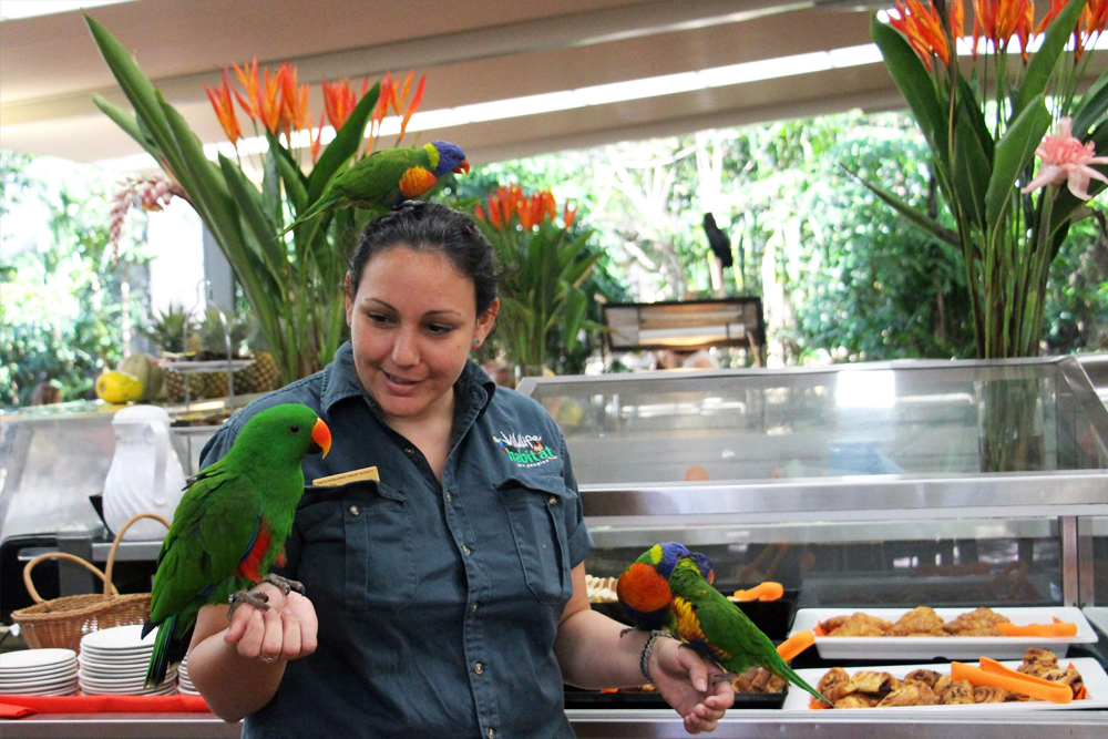 Wildlife Habitat Port Douglas Ticket in Cairns - Discover the Wildlife Habitat in Port Douglas, where you can get up close to iconic Australian animals like kangaroos, koalas, and crocodiles. Explore diverse ecosystems, including rainforests and wetlands, and learn about conservation efforts to protect native wildlife. Located near the Great Barrier Reef, it’s the perfect destination for nature lovers and eco-tourists. Wildlife Habitat Port Douglas Ticket in Cairns - Image 4 of 5