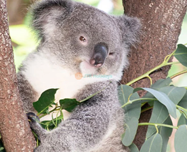 Wildlife Habitat Port Douglas | Explore Australian Wildlife & Nature - JTR Holidays - Image 5 of 5