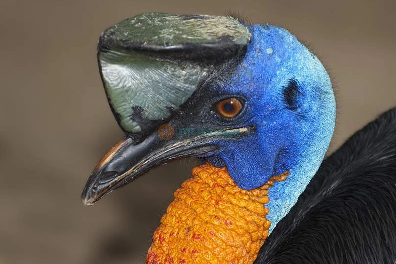 Entrada para Wildlife Habitat Port Douglas en Cairns - Image 6 of 9