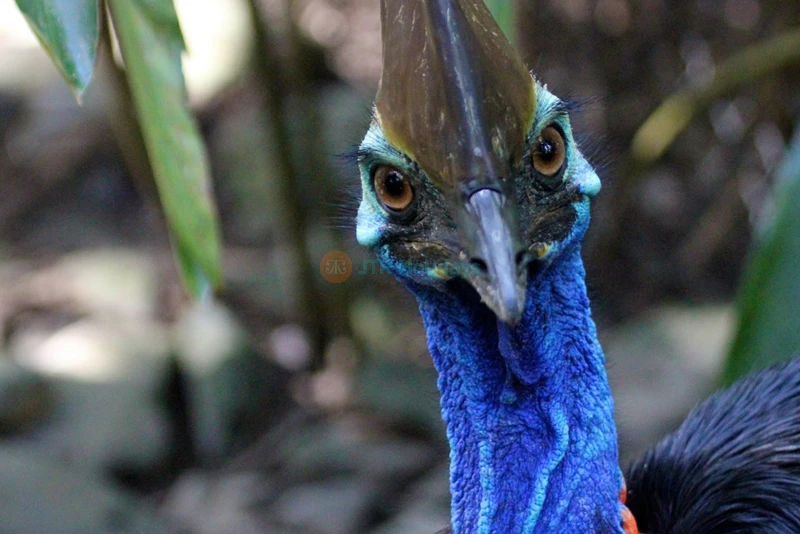 Wildlife Habitat Port Douglas | Explore Australian Wildlife & Nature - JTR Holidays - Image 7 of 9