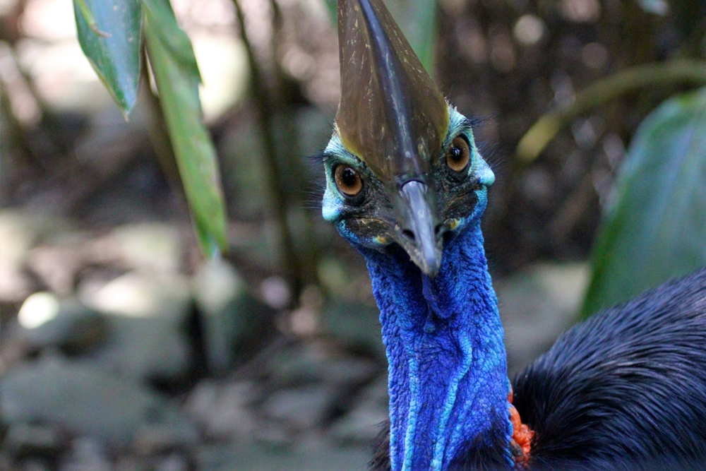 تذكرة موطن الحياة البرية بورت دوغلاس في كايرنز - Image 7 of 9