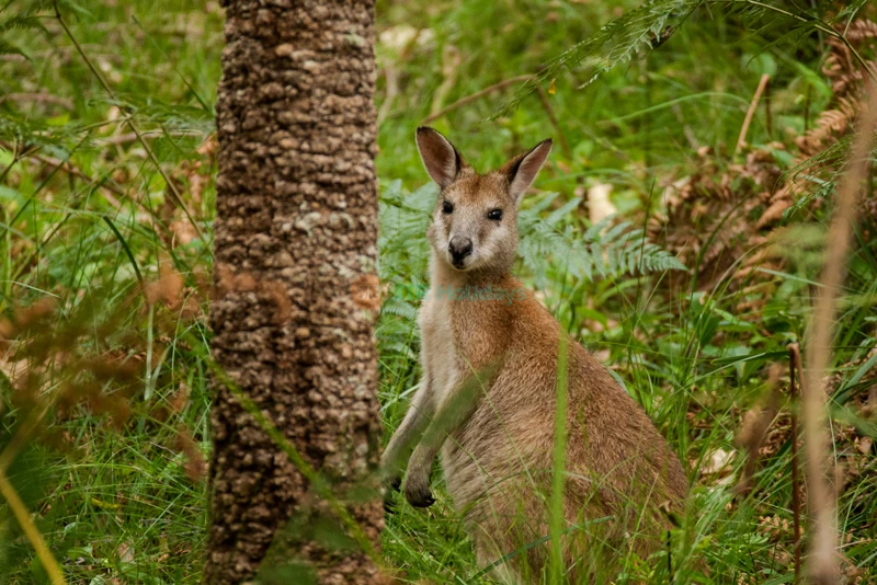 Wildlife Habitat Port Douglas | Explore Australian Wildlife & Nature - JTR Holidays - Image 8 of 9