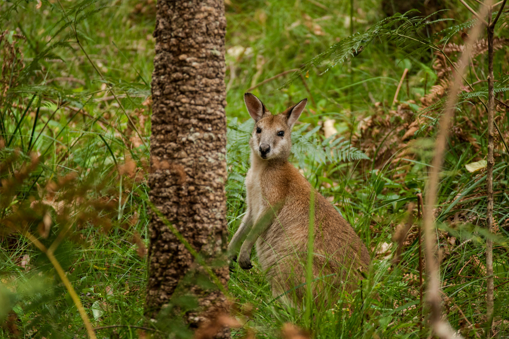 تذكرة موطن الحياة البرية بورت دوغلاس في كايرنز - Image 8 of 9