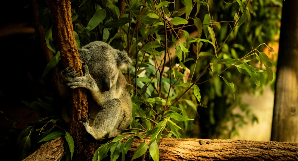 Entrada para Wildlife Habitat Port Douglas en Cairns - Image 1 of 9