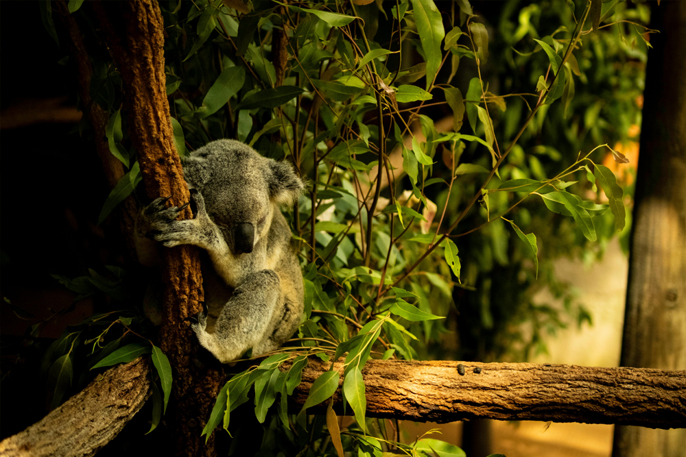 Wildlife Habitat Port Douglas Ticket in Cairns - Discover the Wildlife Habitat in Port Douglas, where you can get up close to iconic Australian animals like kangaroos, koalas, and crocodiles. Explore diverse ecosystems, including rainforests and wetlands, and learn about conservation efforts to protect native wildlife. Located near the Great Barrier Reef, it’s the perfect destination for nature lovers and eco-tourists. Wildlife Habitat Port Douglas Ticket in Cairns - Image 1 of 5