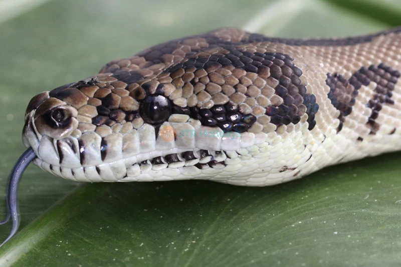 Wildlife Habitat Port Douglas | Explore Australian Wildlife & Nature - JTR Holidays - Image 9 of 9