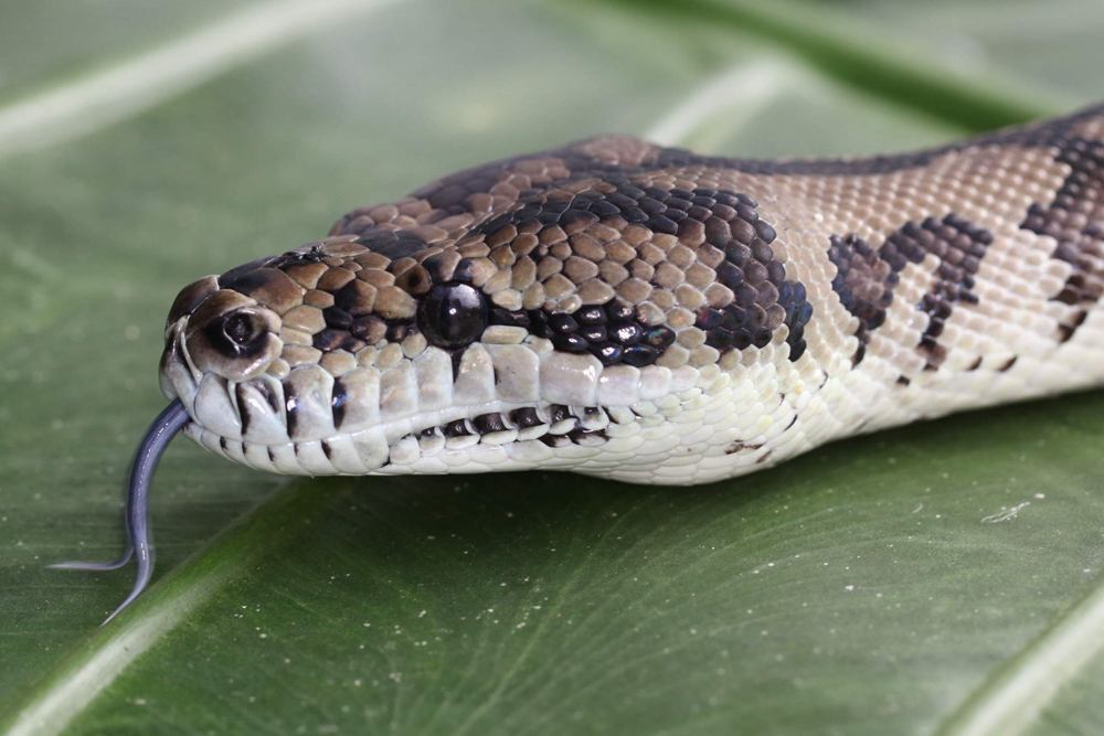 تذكرة موطن الحياة البرية بورت دوغلاس في كايرنز - Image 9 of 9