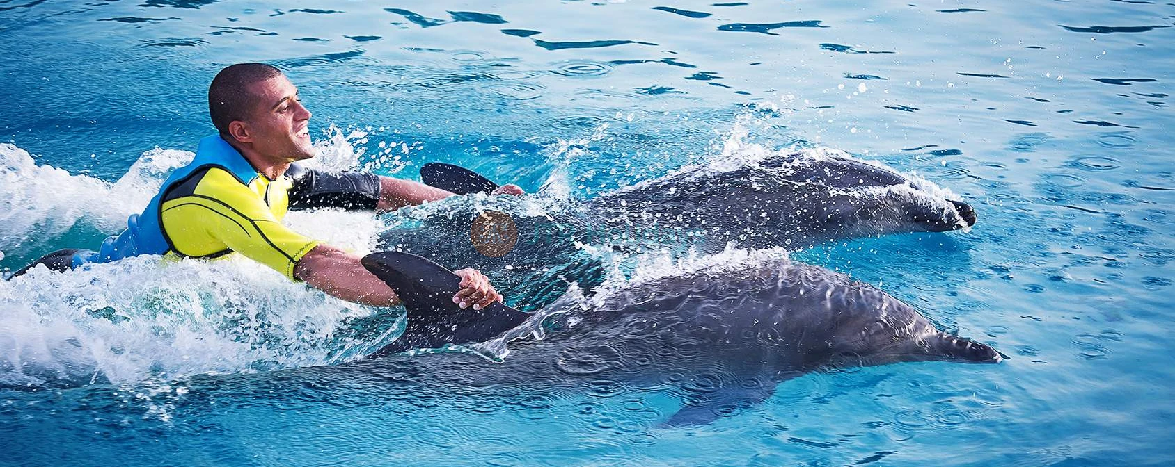 Dolphin Bay Atlantis - Image 4 of 5