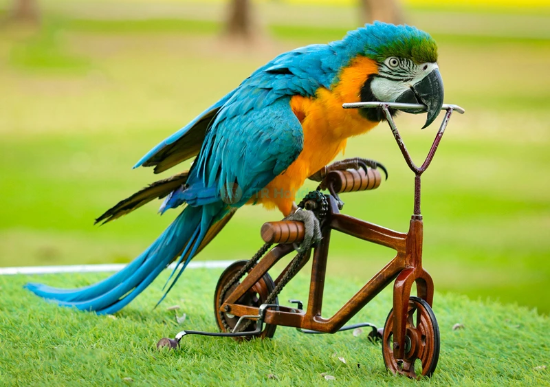 Creek Park Bird Show Dubai